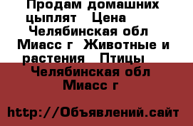 Продам домашних цыплят › Цена ­ 50 - Челябинская обл., Миасс г. Животные и растения » Птицы   . Челябинская обл.,Миасс г.